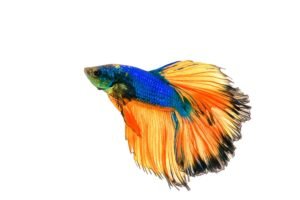 betta