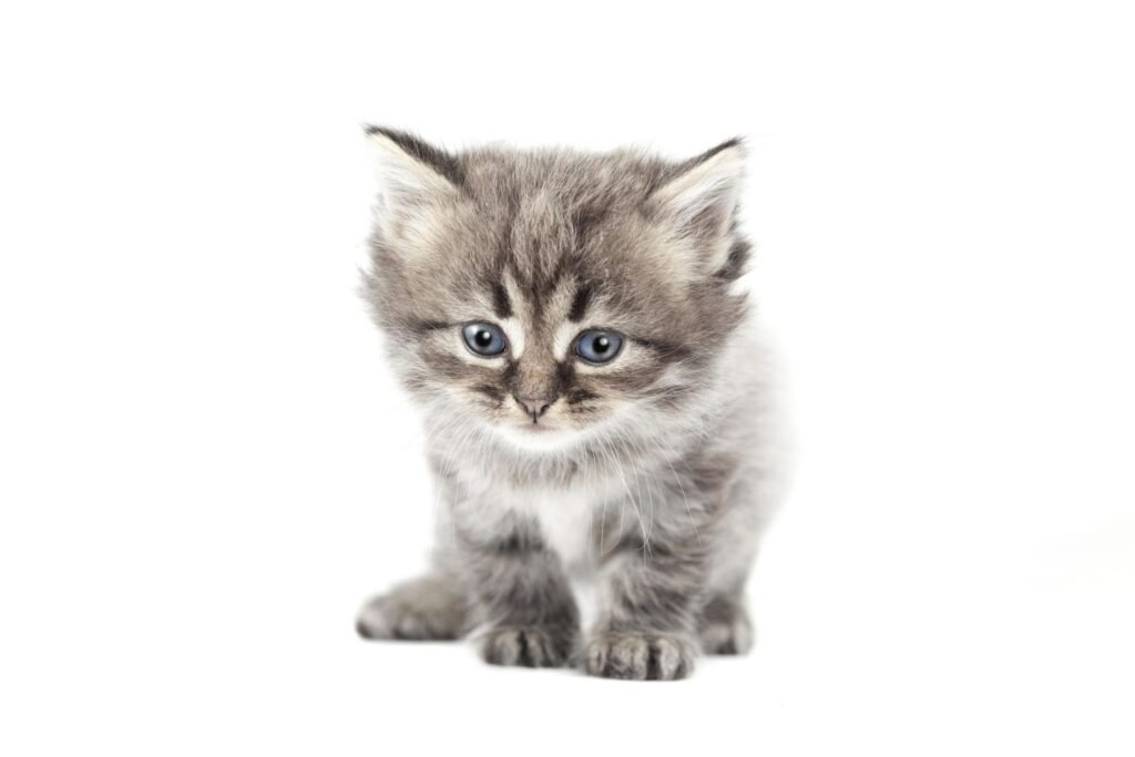 kitten