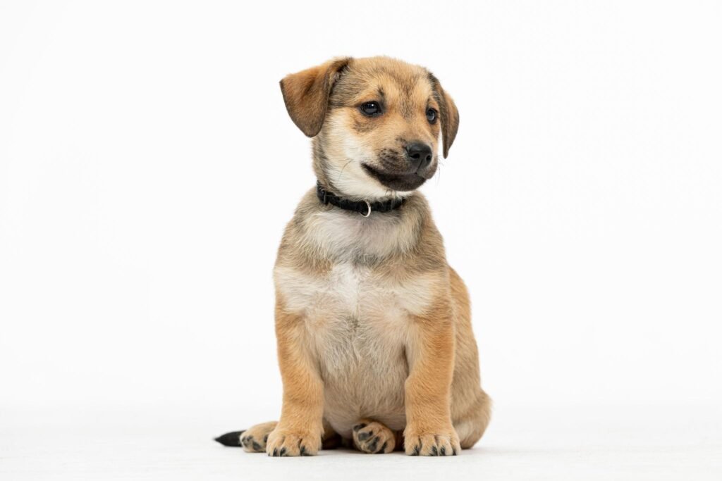 puppy