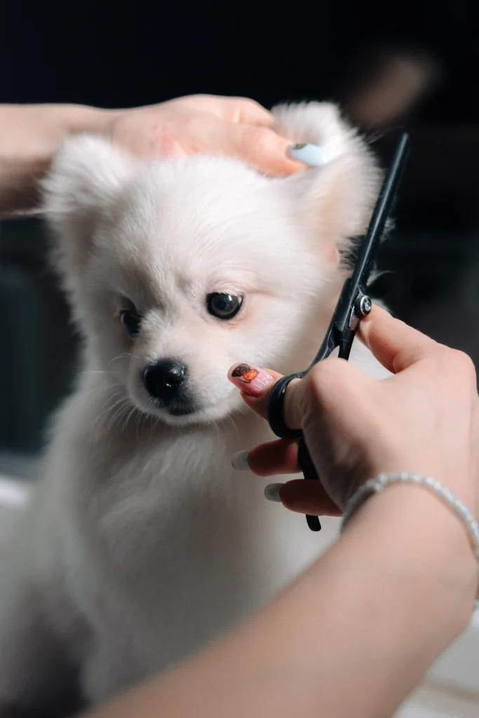 grooming dog