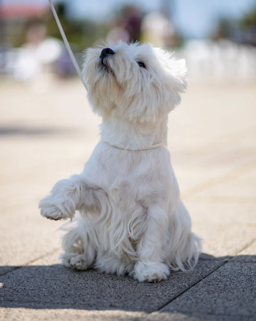 training dog